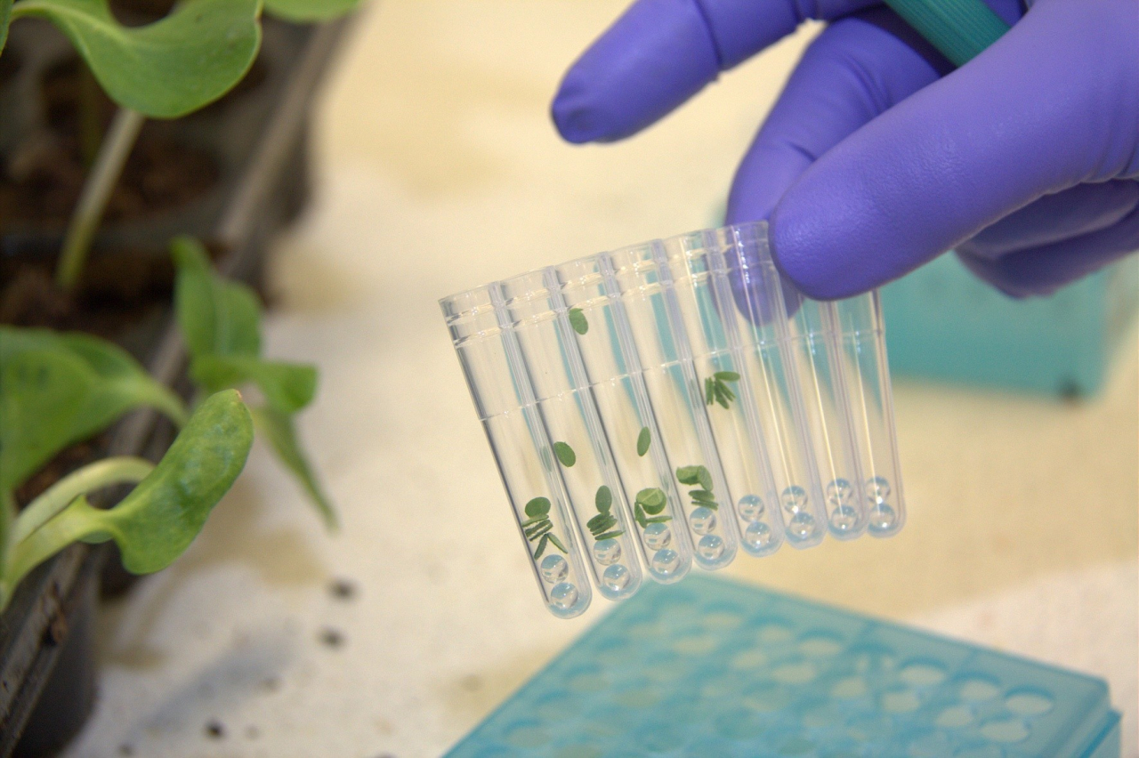 La sélection génétique RAGT