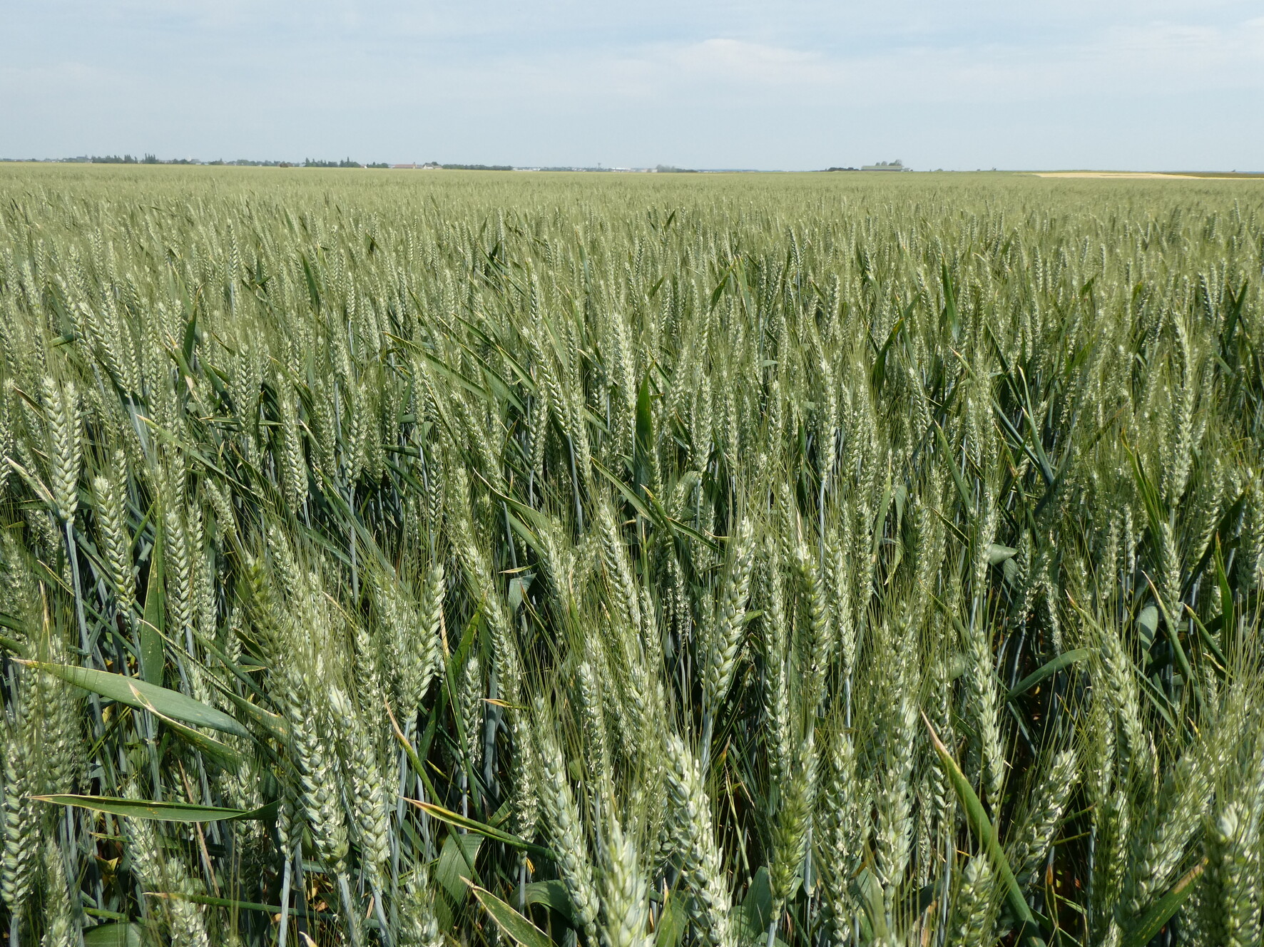 Variety selection at RAGT