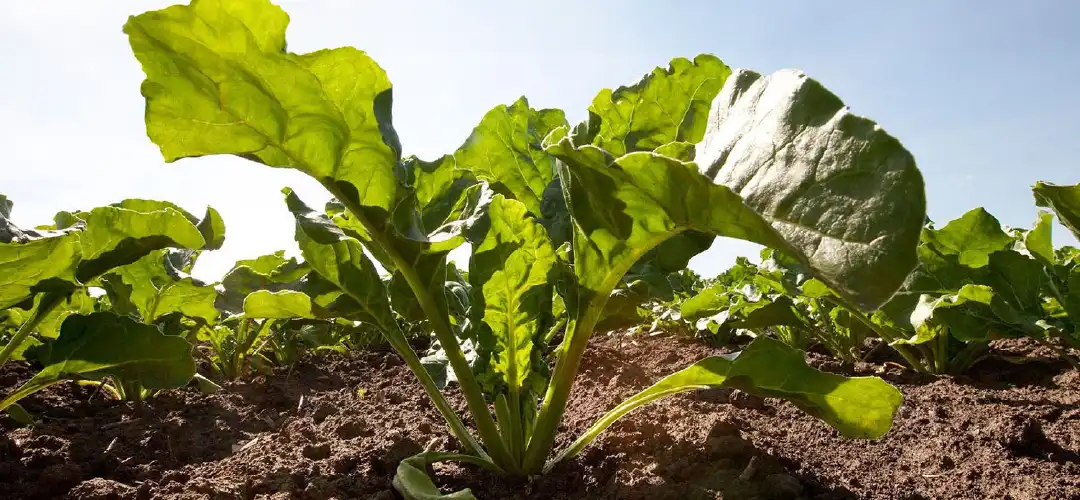 Sugar beet fully integrated into the RAGT Group
