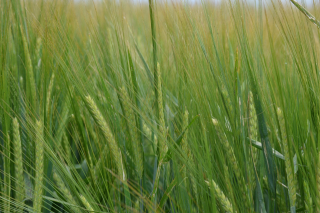 Orge de Printemps RAGT