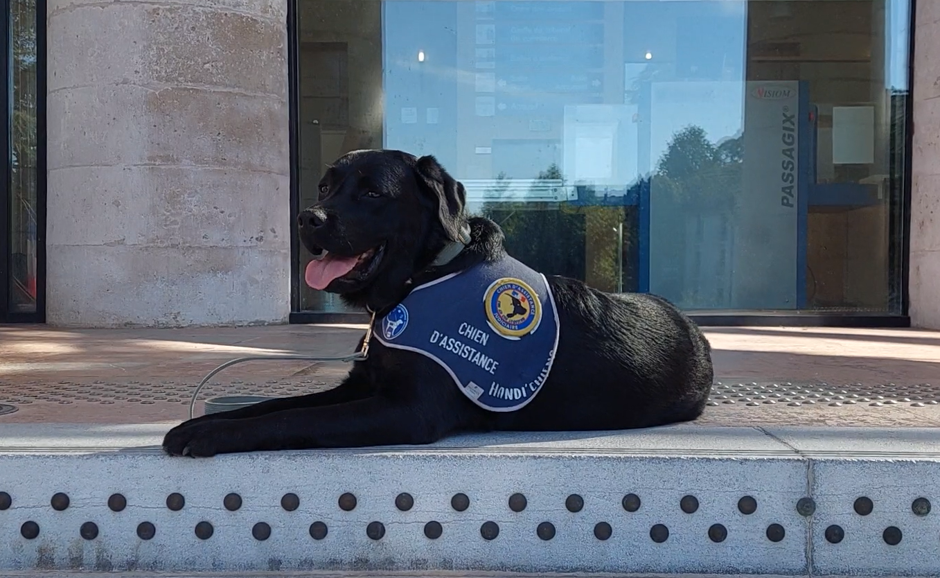 Ugli, le labrador noir formé chien d'assistance judiciaire de l'ADAVEM 12